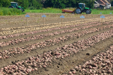 Учёные из США нашли способ борьбы с опасным вредителем картофеля